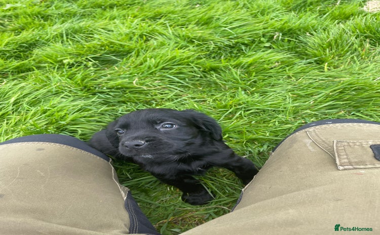 Cocker Spaniel dogs for sale - Advert 3