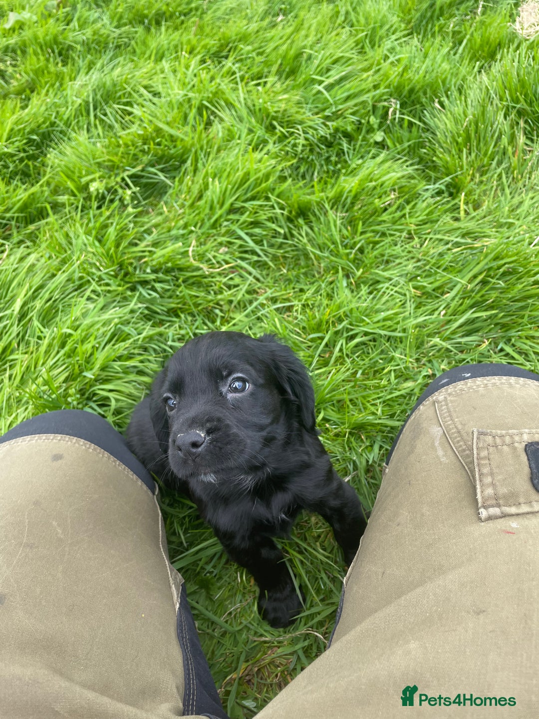 Cocker Spaniel dogs for sale: Kc reg working cocker spaniel pups - Image 3