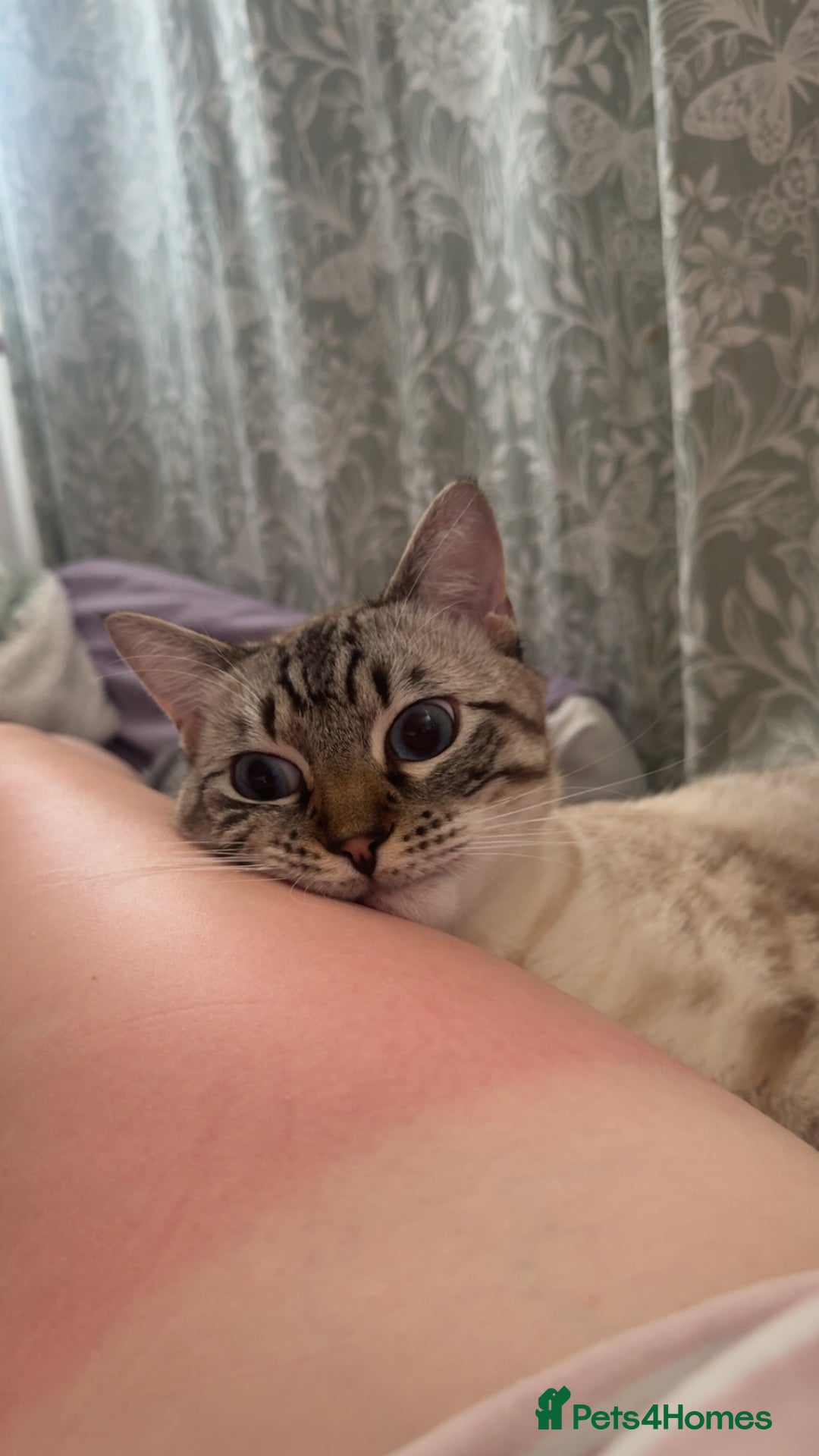 Bengal cats for sale: Beautiful boy  - Image 6
