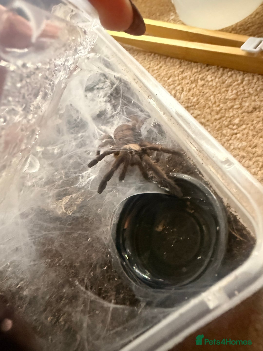 Tarantulas invertebrates for sale: 5-6cm Chilobrachys fimbriatus - tarantula  - Advert 3