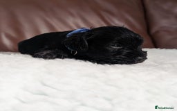 Miniature Schnauzer dogs for sale: KC reg health tested miniature schnauzer puppies  - Image 2