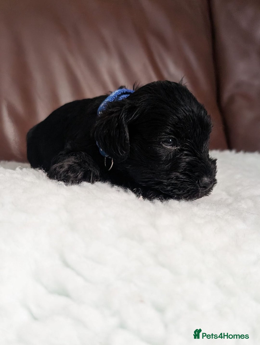 Miniature Schnauzer dogs for sale: KC reg health tested miniature schnauzer puppies  - Image 2