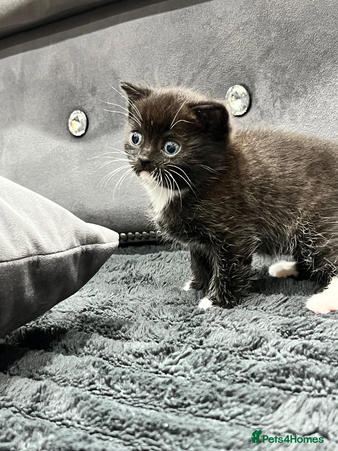 British Shorthair cats for sale: Black and White Kitten - Advert 2