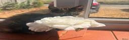 Mixed Breed cats for sale: Kitten please read full description 🩷 - Advert 6