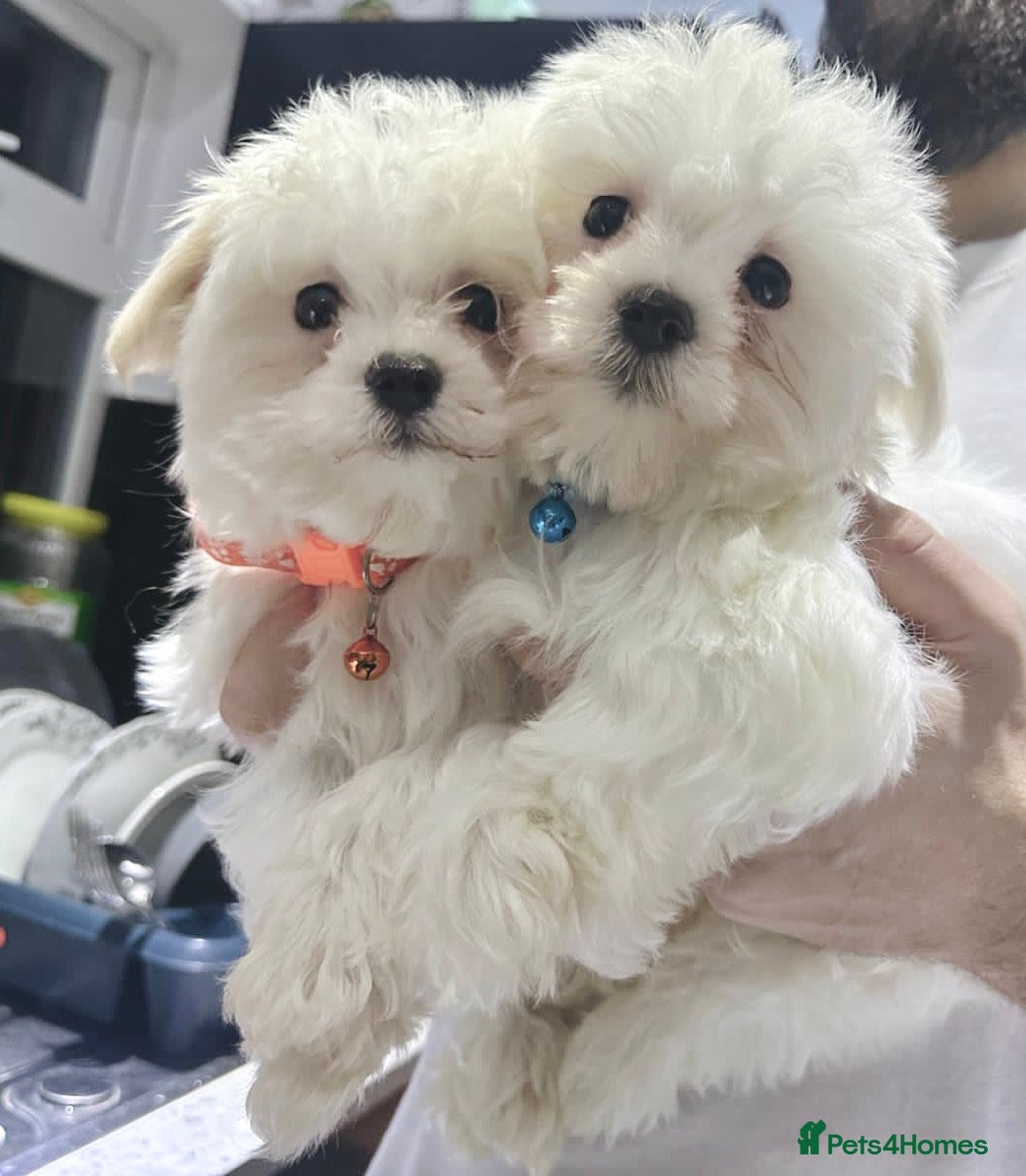 Maltese dogs Maltese puppies  - Advert 5