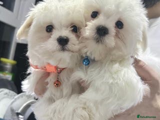Maltese dogs Maltese puppies - Advert 3