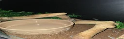 Python Snake reptiles for sale: 5x royal pythons and set ups in Birmingham - Advert 10