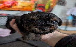 Yorkshire Terrier dogs for sale: Beautiful Yorkshire terrier puppies  - Image 2