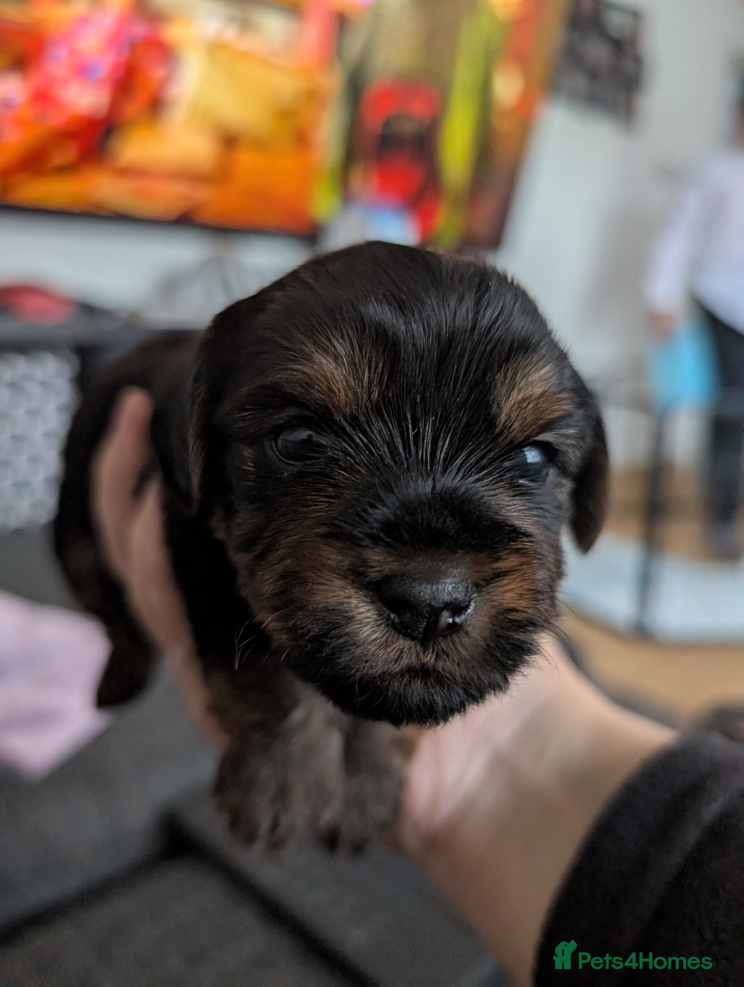 Yorkshire Terrier dogs for sale: Beautiful Yorkshire terrier puppies  - Image 2