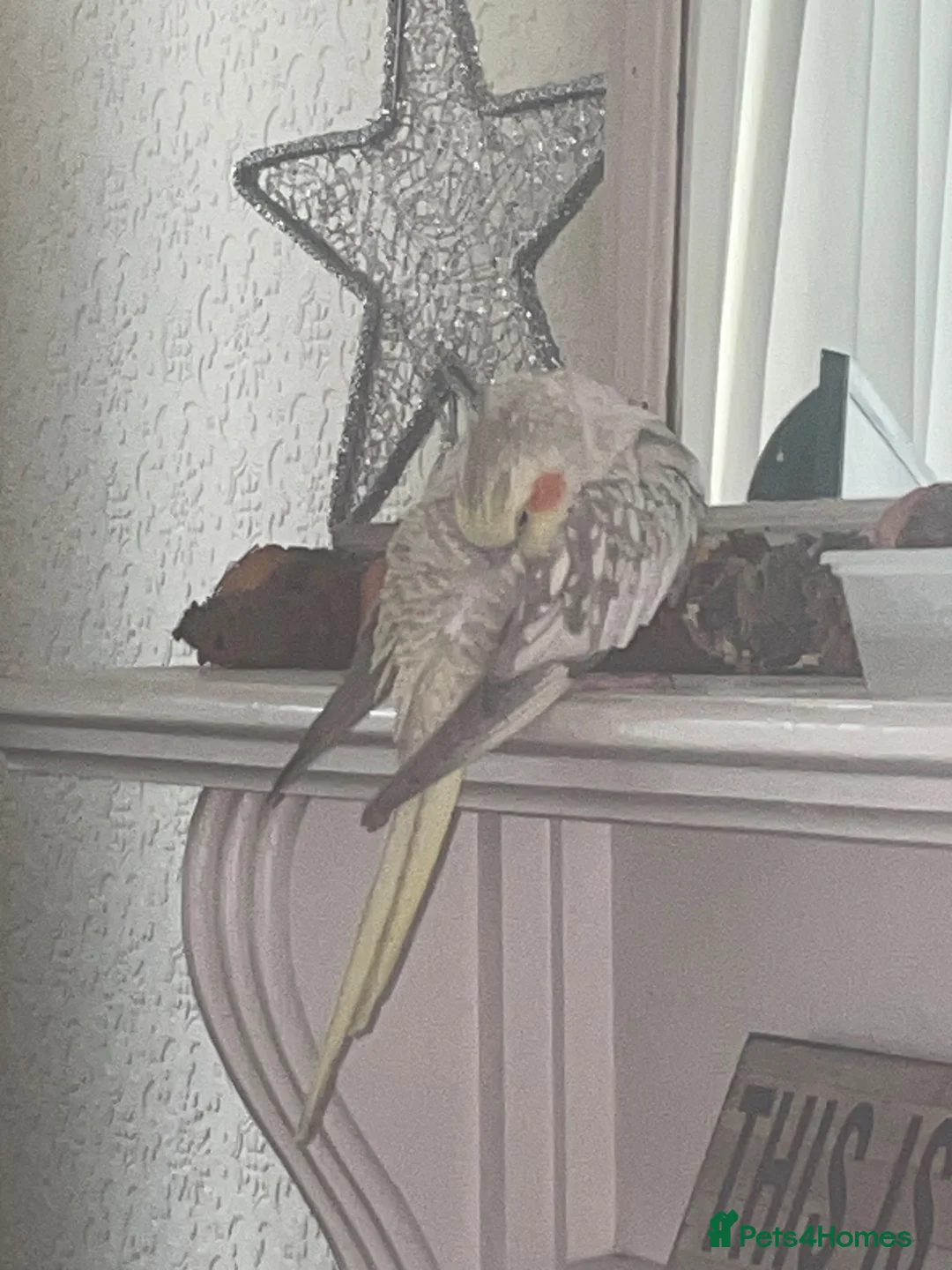 Cockatiels birds for sale: Hand tame cockatiel in Stockport - Advert 1