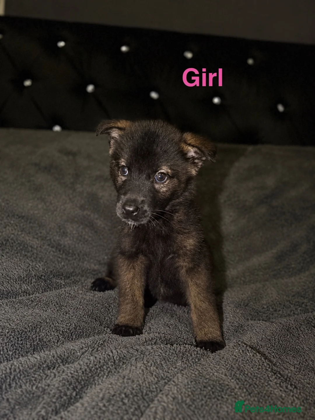 Akita dogs for sale: American Akita puppies - Advert 2