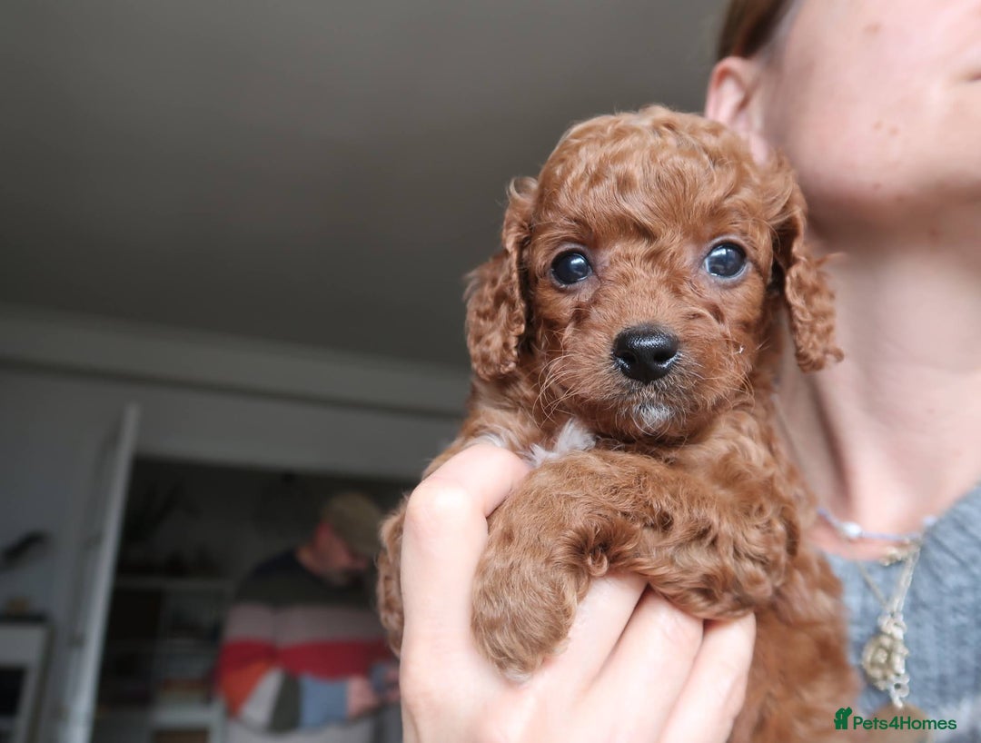 Cockapoo dogs for sale: Very unique Asian Toy Cockerpoos - Image 12