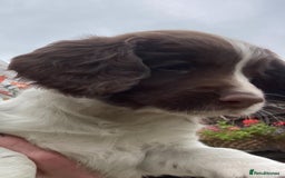 English Springer Spaniel dogs for sale: FTCH sired English Springer Spaniel Puppies - Image 18