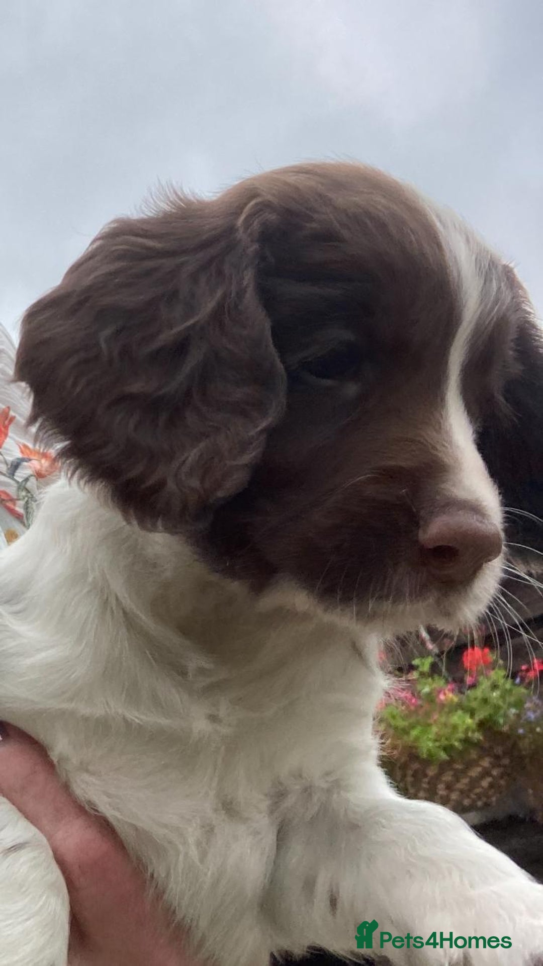 English Springer Spaniel dogs for sale: FTCH sired English Springer Spaniel Puppies - Image 18