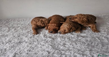 Cavapoochon dogs - Advert 7