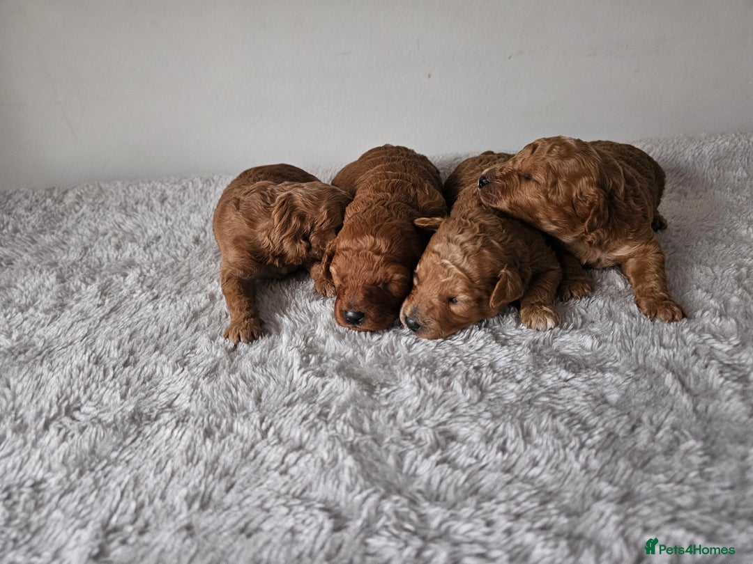 Cavapoochon dogs for sale: Toy cavapoochon F1b - Image 3