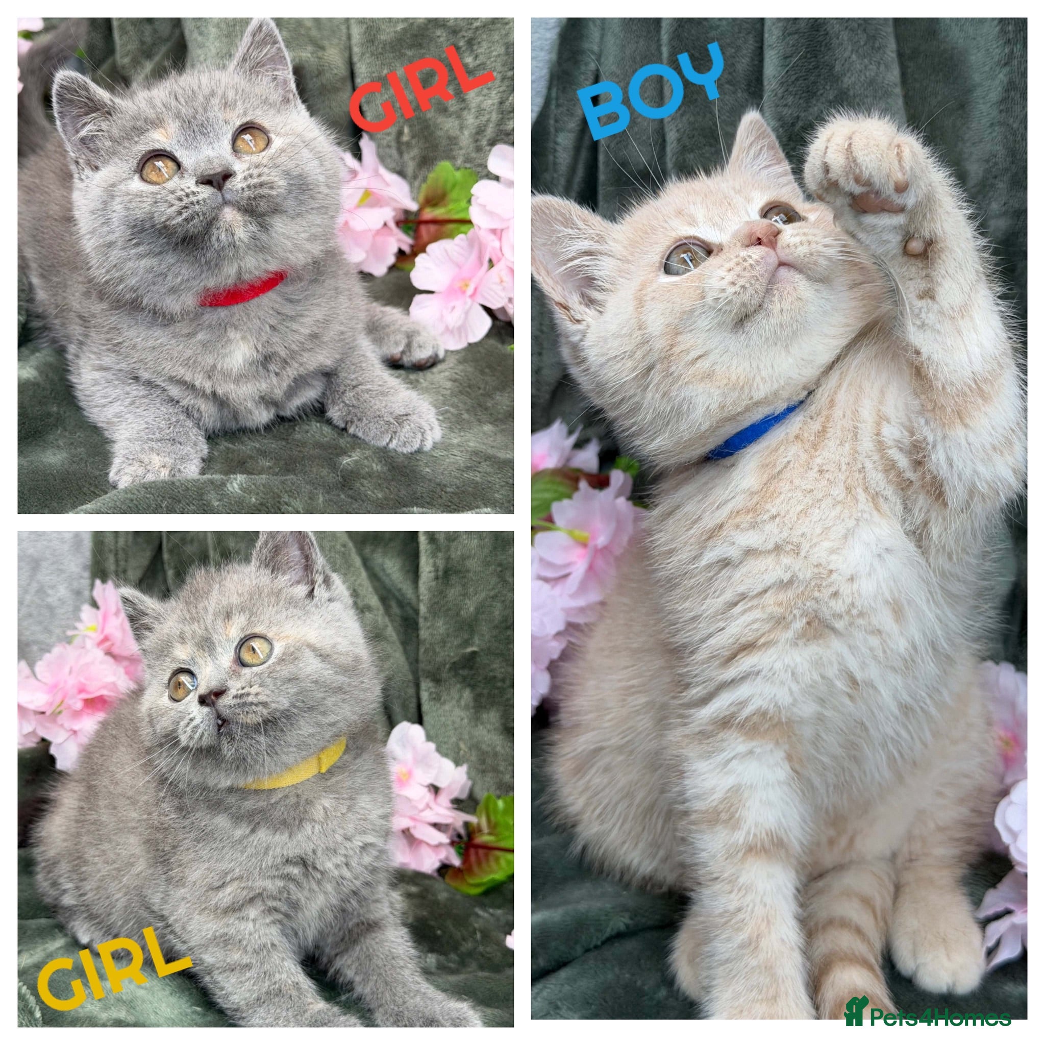 British Shorthair cats TICA BRITISH SHORTHAIR KITTENS  - Advert 2