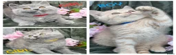 British Shorthair cats for sale: TICA BRITISH SHORTHAIR KITTENS  - Advert 1