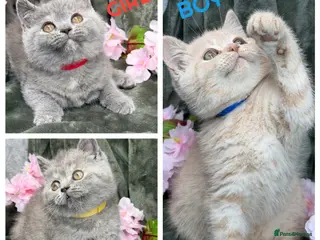 British Shorthair cats TICA BRITISH SHORTHAIR KITTENS - Advert 2