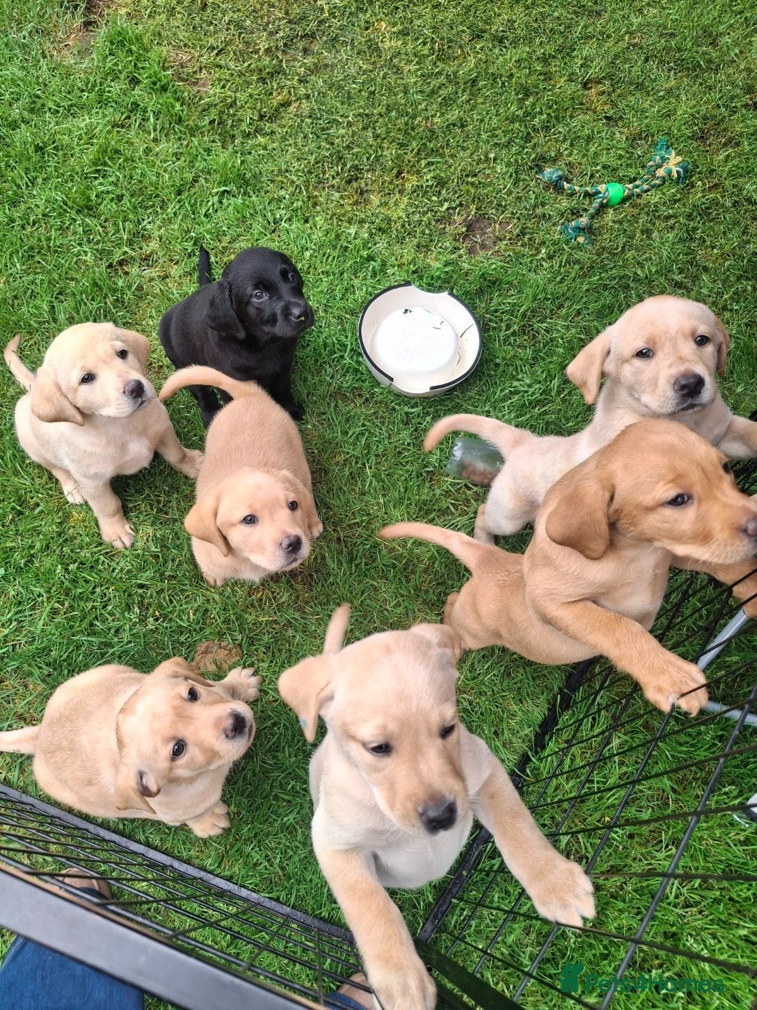 Labrador Retriever dogs Labrador Pups KC Reg.  - Advert 2