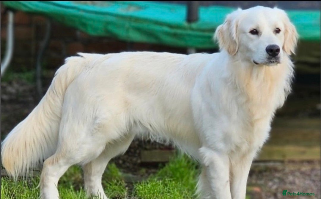 Golden Retriever dogs for sale: Golden retrievers DUE - Advert 6