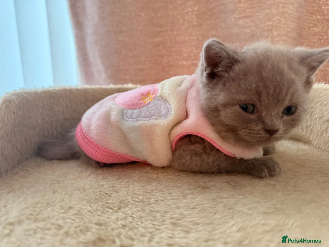 British Shorthair cats for sale: Lilac female British short hair - Advert 5