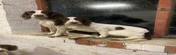 English Springer Spaniel dogs for sale: Exceptional Working Lines - Advert 4