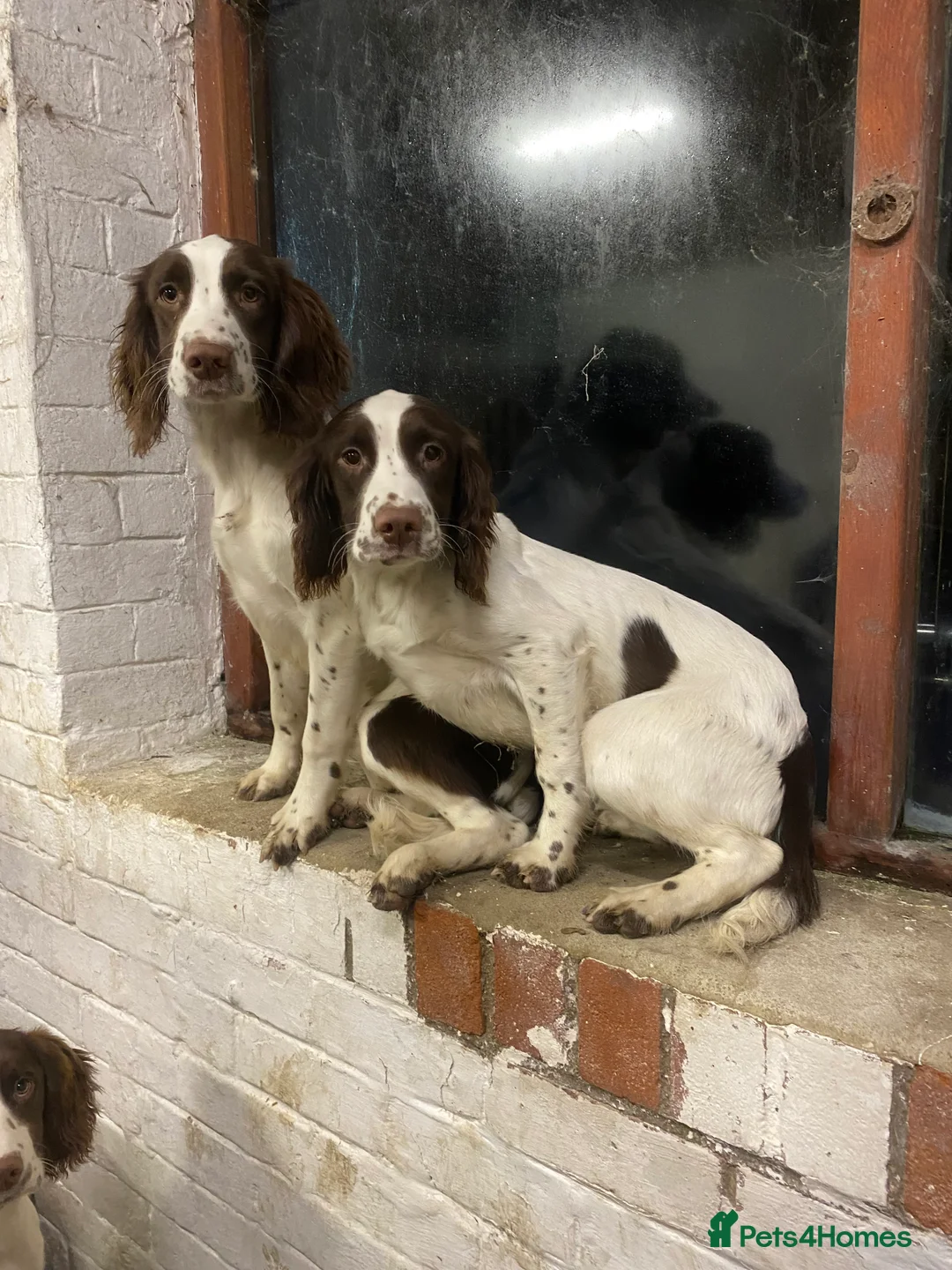 English Springer Spaniel dogs for sale: Exceptional Working Lines - Advert 4