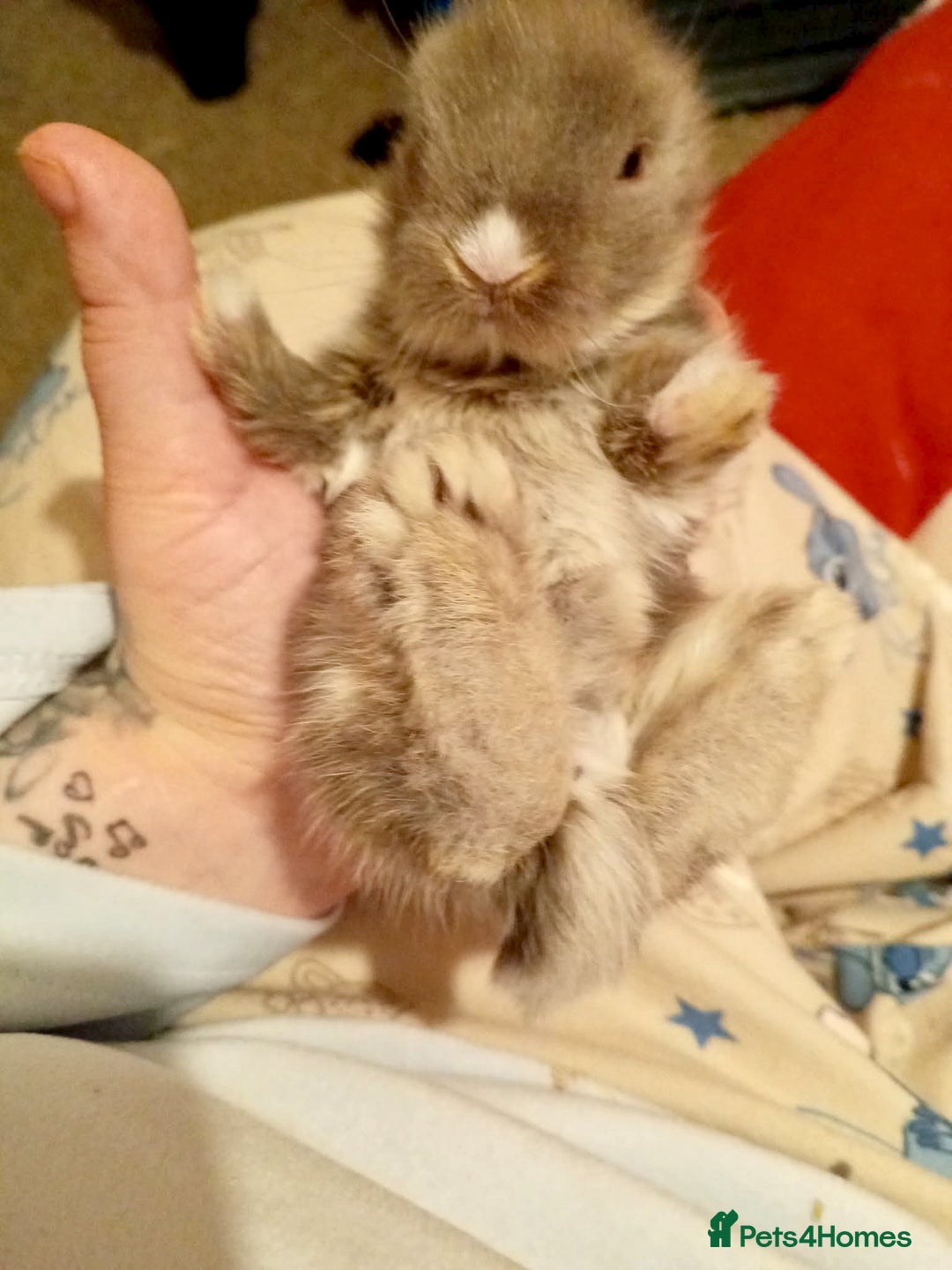 Lionhead rabbits for sale: Pedigree Lionhead Baby rabbits - Advert 11