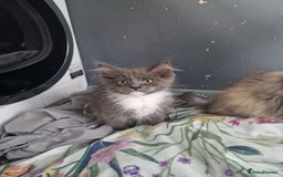 Maine Coon cats for sale: Main coon x ragdoll kittens  - Image 4