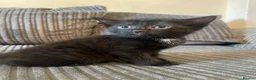 Mixed Breed cats for sale: Black & Grey Kittens Looking For Forever Homes - Advert 5