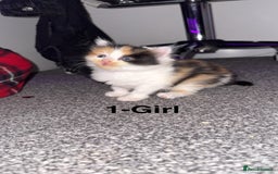 Mixed Breed cats for sale: Fluffy kittens - Image 2