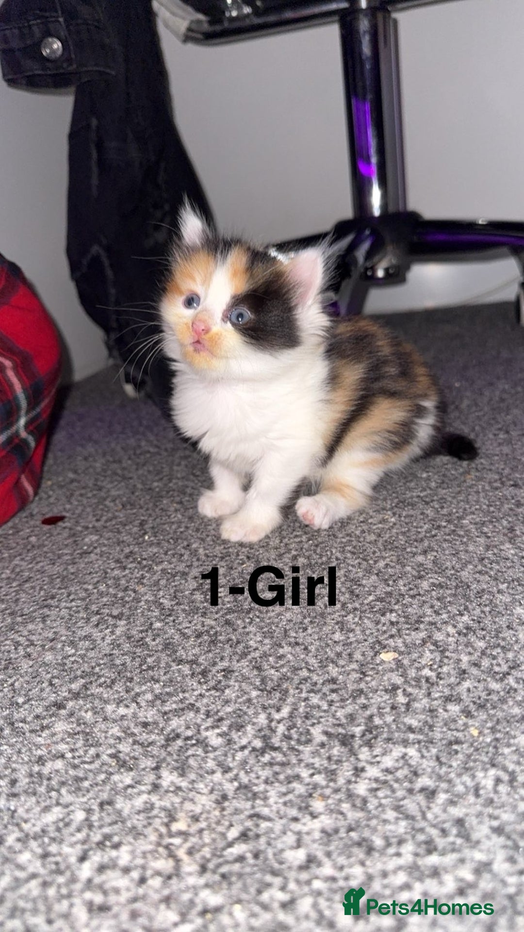 Mixed Breed cats for sale: Fluffy kittens - Image 2