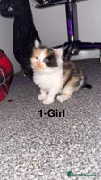Mixed Breed cats - Advert 15