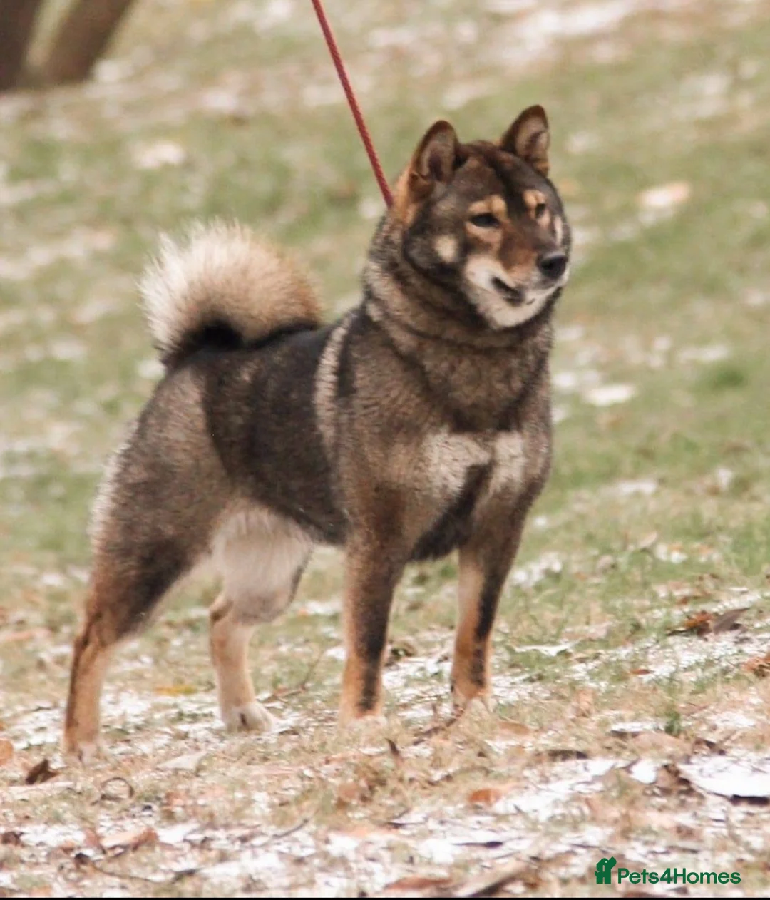 Japanese Shiba Inu dogs for sale: “KC Shiba Inu Puppies – Champion Bloodlines ❤️🏆” - Advert 11