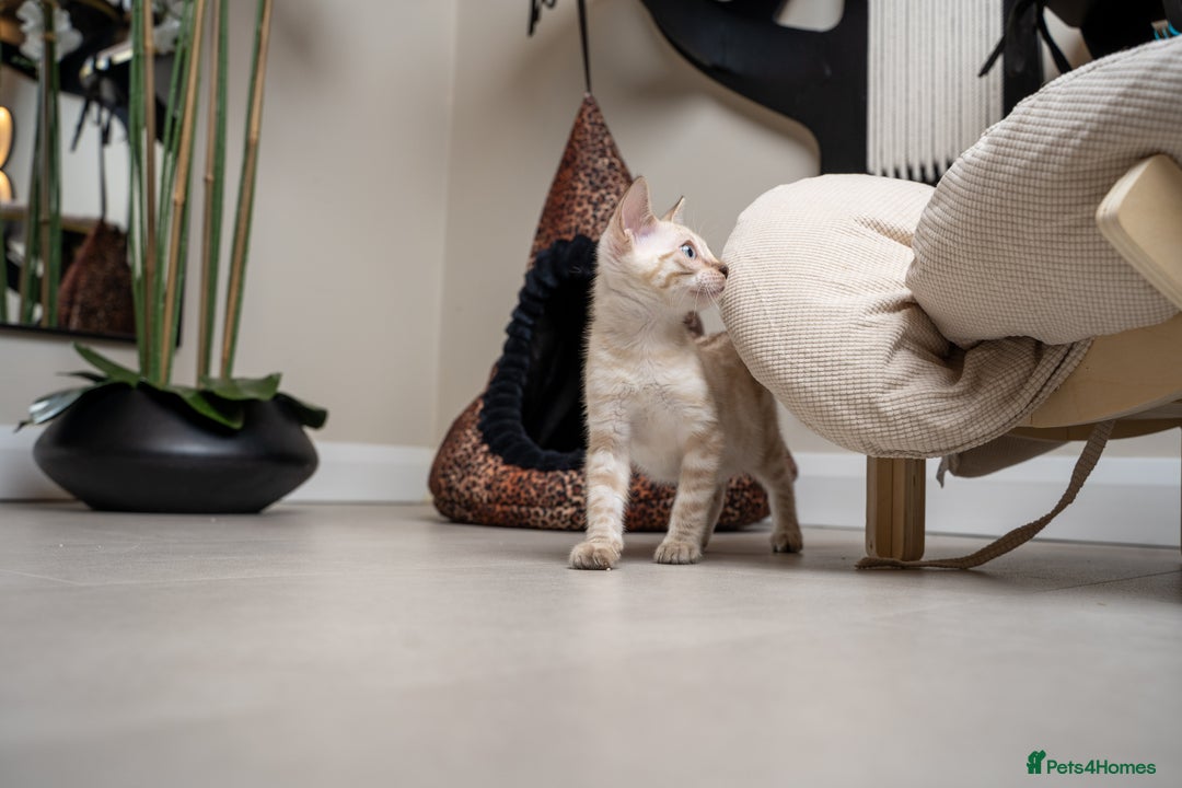 Bengal cats for sale: Frankie-Stunning Snow Bengal-TICA-Available now! - Image 21