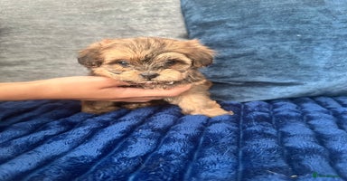 Shihpoo dogs - Advert 1