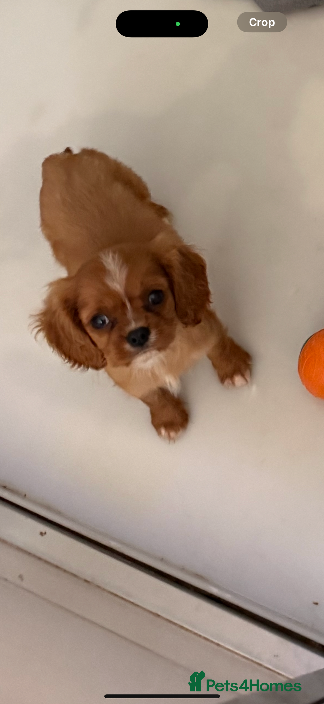 Cavalier King Charles Spaniel dogs for sale: DNA clear cavalier puppies ready now  - Image 15