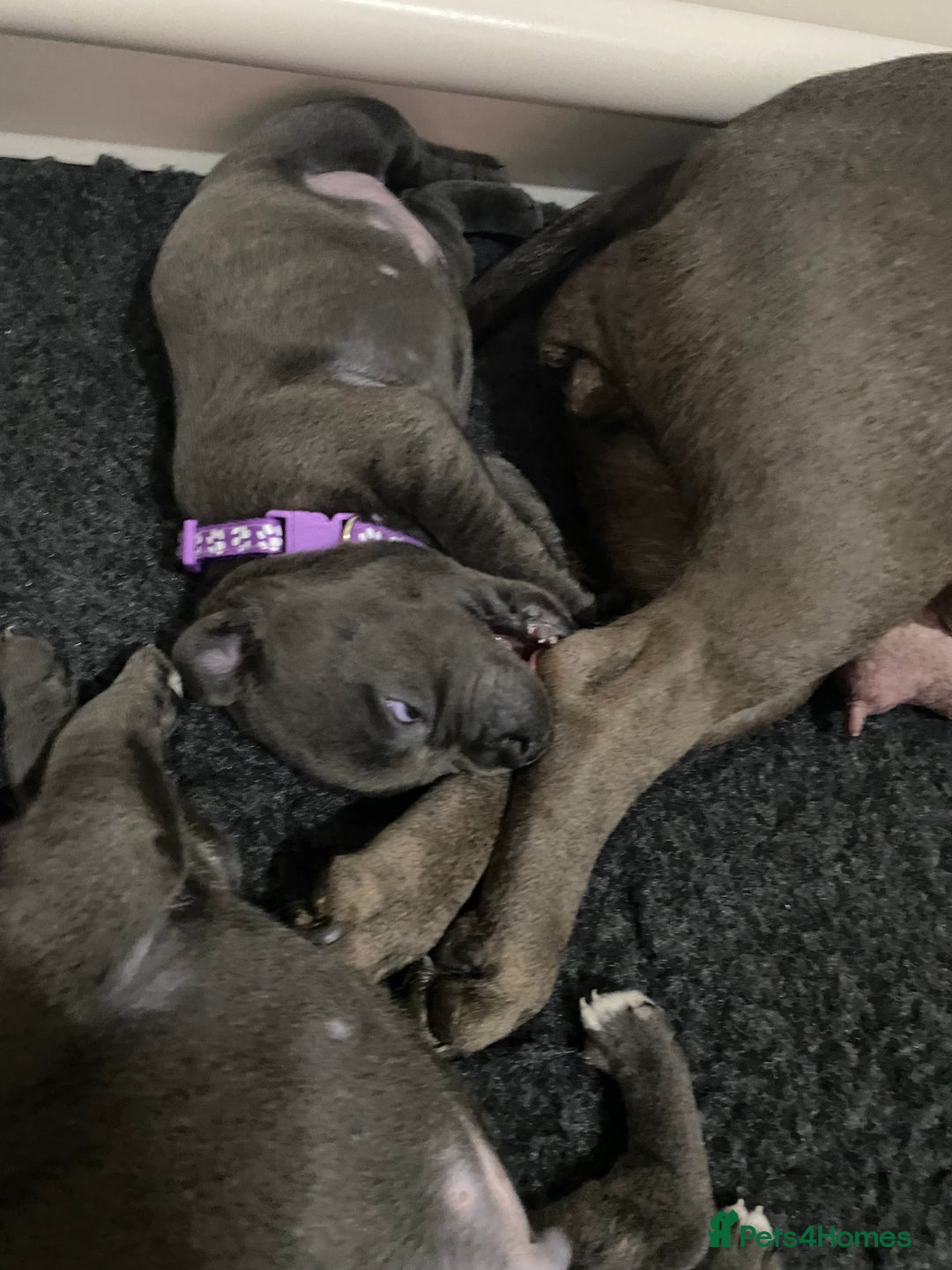 Staffordshire Bull Terrier dogs for sale: KC registered Blue Staffordshire bull terrier’s  in Colchester - Image 5