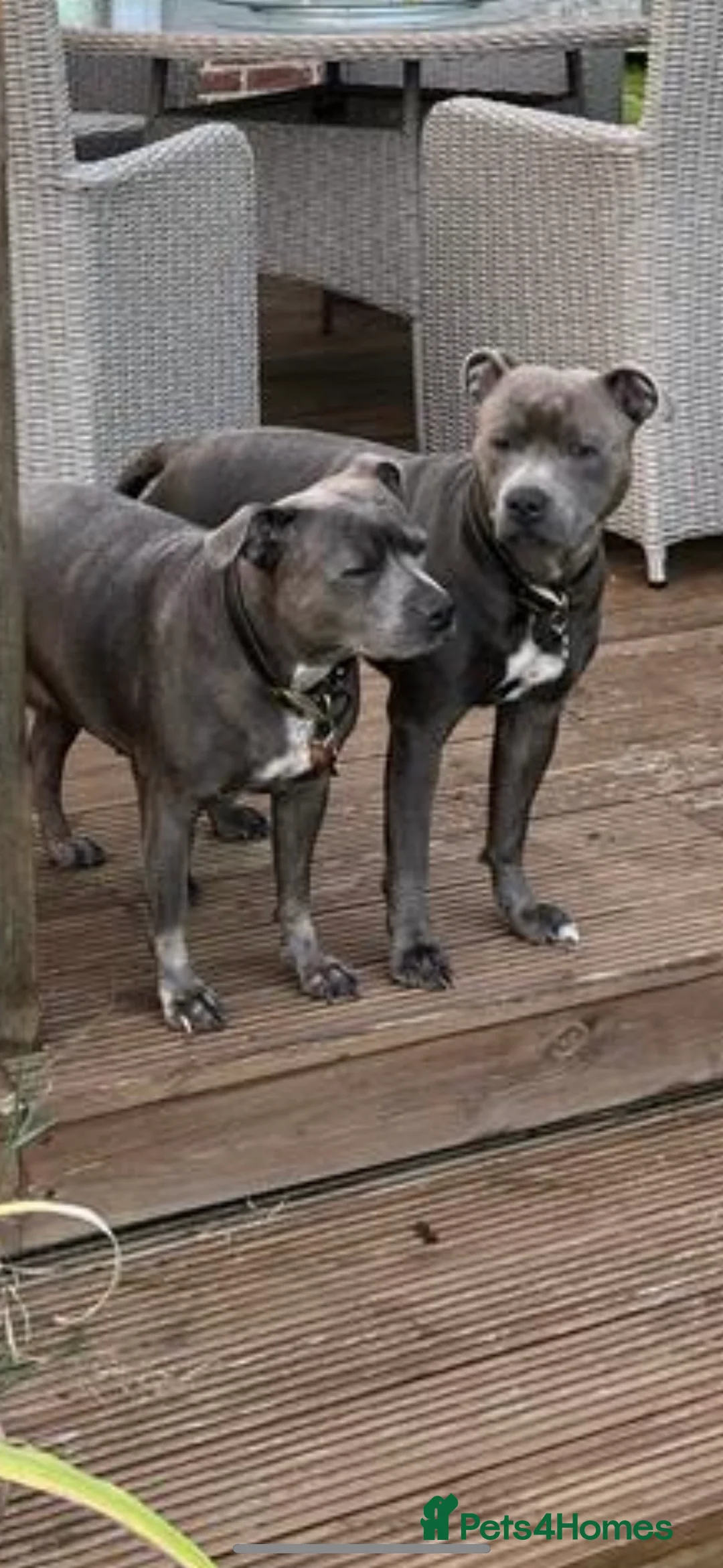 Staffordshire Bull Terrier dogs for stud: Stud offered- Blue Staffordshire Bull Terrier Stud in Wickford - Advert 8