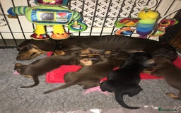 Miniature Dachshund dogs for sale: 3 Quality KC Female Mini Dachshunds  - Image 4