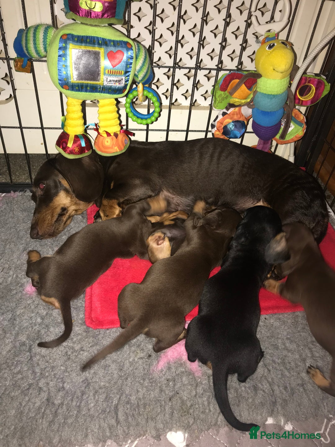 Miniature Dachshund dogs for sale: 3 Quality KC Female Mini Dachshunds  - Image 4