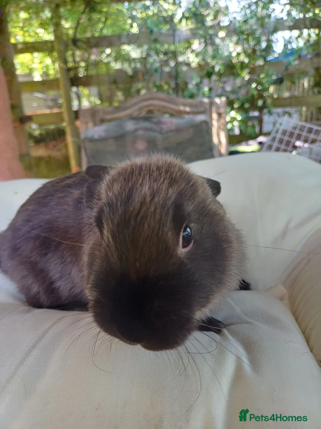 Mixed Breed rabbits for sale: 4 boy babies rabbits 🐇 10 weeks old  in Newbury - Advert 25