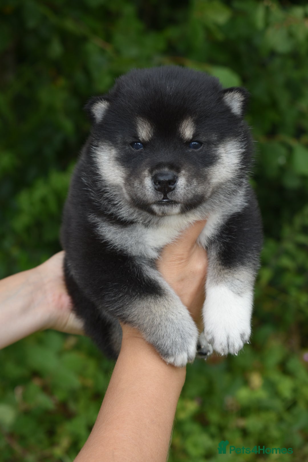Chow Chow dogs for sale: Genuine Teddy Bear Chowski Puppies - Image 4