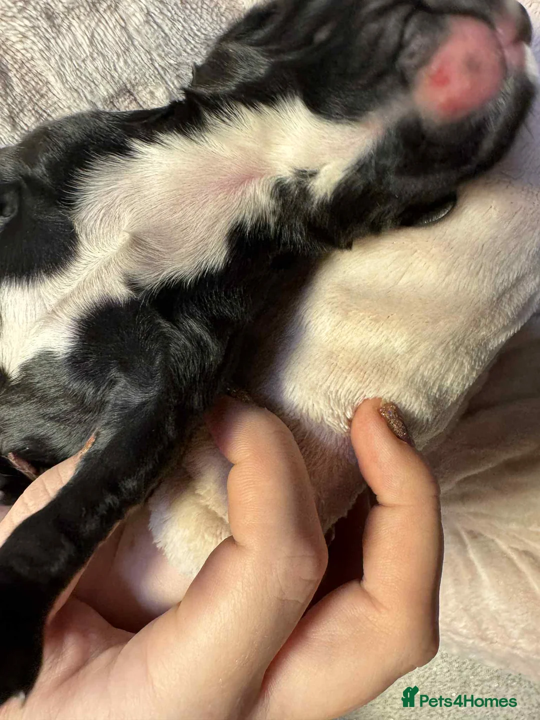 Cocker Spaniel dogs for sale: 1 BLACK MALE LEFT. Working cocker spaniel KC reg  - Advert 7