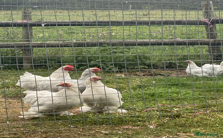 Chickens poultry - Advert 13