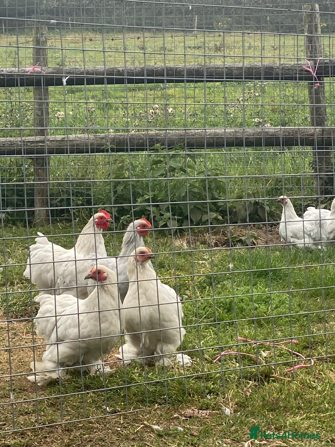 Chickens poultry for sale: Bantams for sale - Image 1