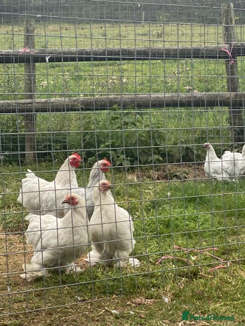 Chickens poultry - Advert 13