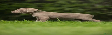 Green collar female 