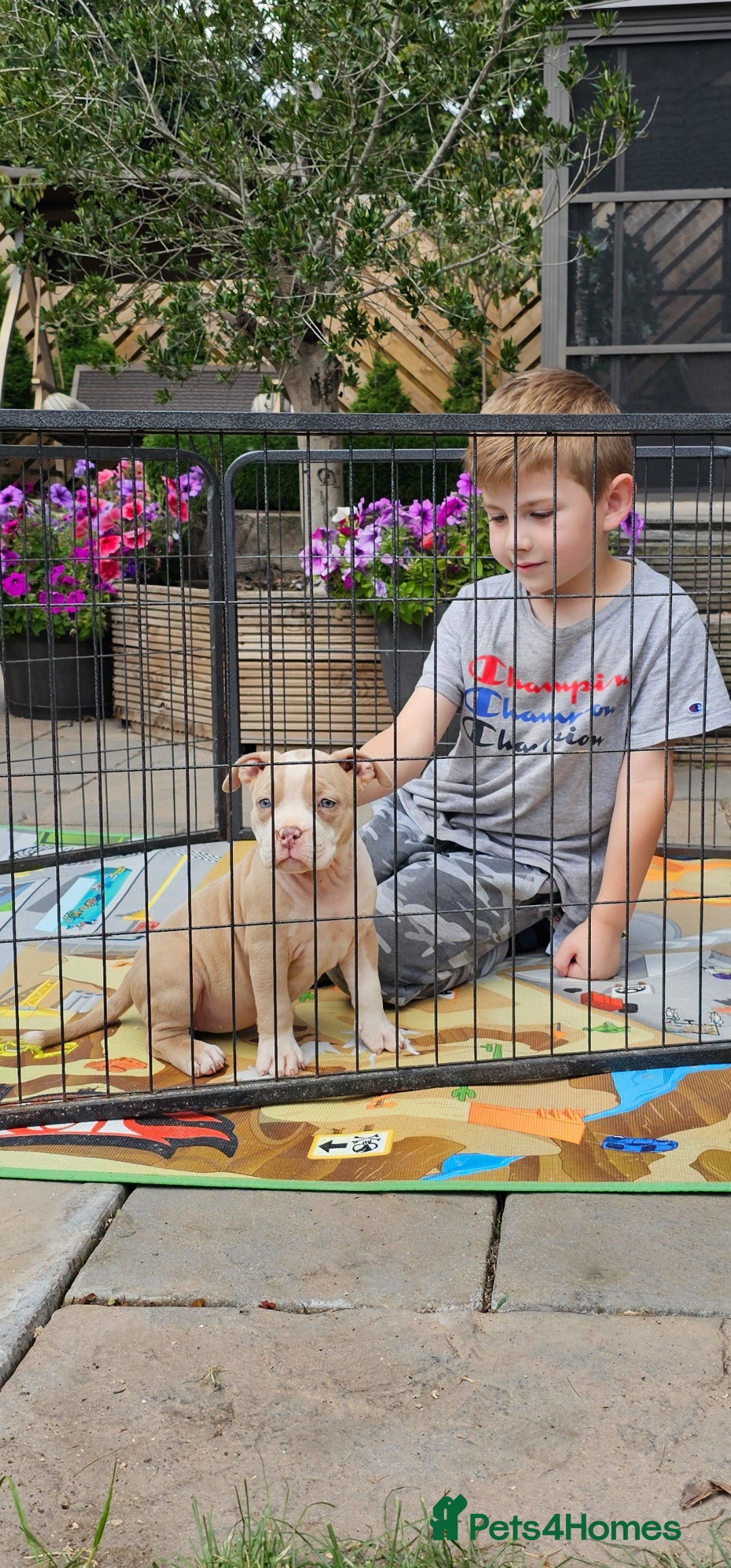 American Bully dogs for sale: 9 week old pocket bully pups, well known bloodline - Image 14